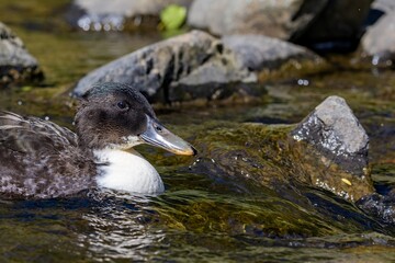 A close-up shot of a hybrid subadult male domestic duck (Swedish Blue breed x wild Mallard), with distinctive white breast and a white band, foraging on the rocks in the Water of Leith, Dunedin, NZ