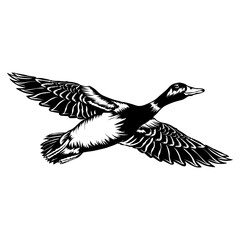 Obraz premium Flying Mallard Duck Duck Duck Hunting Duck