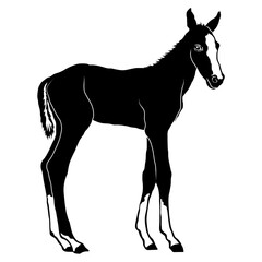 Foal Baby Horse