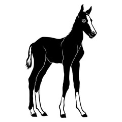 Foal Baby Horse