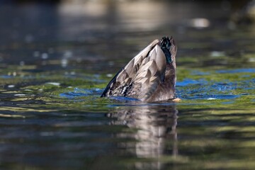 Obraz premium A close-up shot of a feral hybrid adult male domestic duck (Swedish Blue breed x wild Mallard) foraging by tipping upside-down in the Water of Leith, Dunedin, New Zealand
