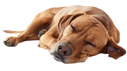 Sleeping dog, dog is sleeping on white background