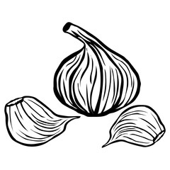 Garlic  Garlic Vegetable Garlic