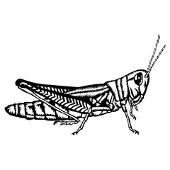 Grasshopper Style