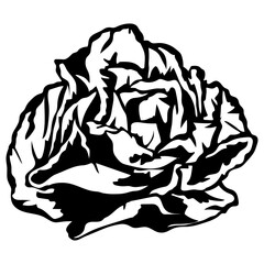 Green Butter Lettuce