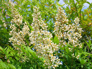 ナンテンの花と蕾