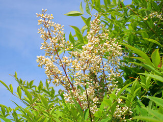 ナンテンの花と蕾