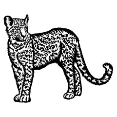 Leopard Design