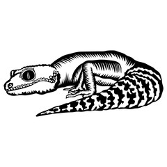 Lizard Gecko