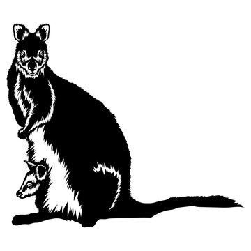 Marsupial