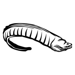 Moray Eel