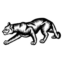 Mountain Lion Crawling
