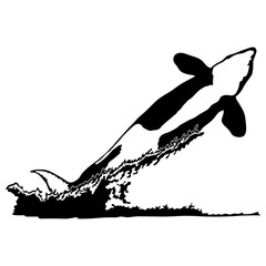 Orca Killer Whale