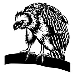 Philippine Eagle Eagle Predator Bird Philippine Eagle