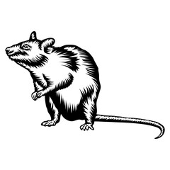 Rat Design
