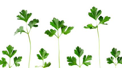 Parsley herb on white background