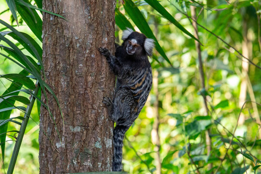Sagui-de-tufo-branco, sagui-do-nordeste, mico-estrela ou sagui-comum	
