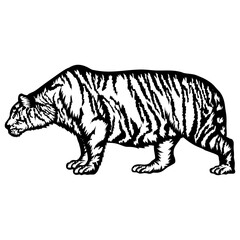 Obraz premium Siberian Tiger
