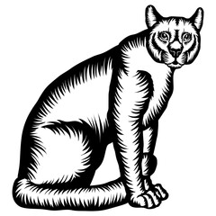 Sitting Mountain Lion