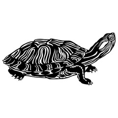 Turtle Looking