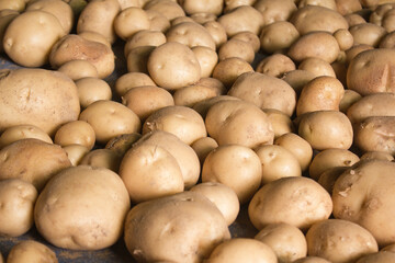 Fresh potatoes on the farm.
