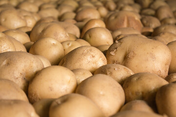 Fresh potatoes on the farm.