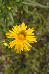 Golden-Wave flower on nature background
