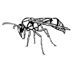 Wasp Close Up