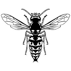 Wasp
