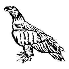 White Tailed Eagle Simple