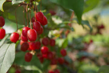 Ripe Autumn Olive Berries (Elaeagnus Umbellata) growing on a branch . oleaster