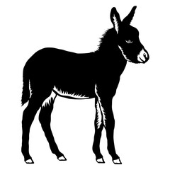 Young Donkey