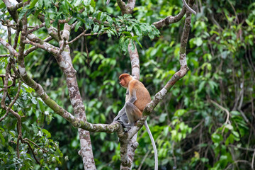 Female proboscis monkey, Nasalis larvatus, climbs in a tree in Borneo rain forest