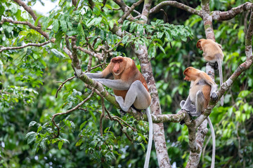 Male proboscis monkey, Nasalis larvatus, howls from a tree warning his family of danger in Borneo...