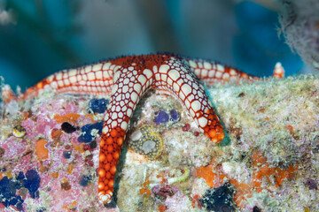Close-up view of White and Red Starfish with intricate patterns and texture wrapped over coral reef