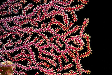 Close-up macro detail of intricate red design pattern of living branching coral on a tropical coral reef