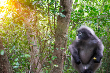 Dusky Langur or Spectacled  spectacled leaf monkey .Dark gray slim body and top of their head. White color around eyes that looks like glasses.Stay  treetops in early mornings feasting on fresh fruits