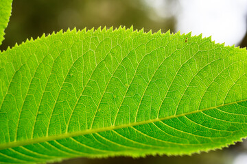extreme close-up of the leaf