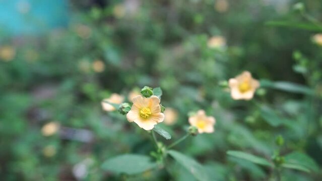 Sida rhombifolia flowers in the wind