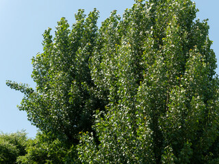 新緑の大イチョウ