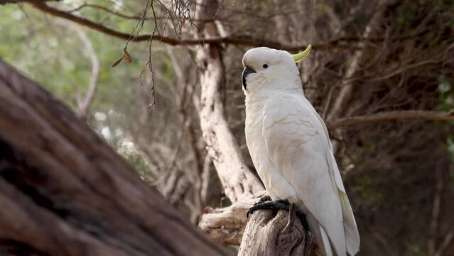 Cockatoo Perched on Tree Branch