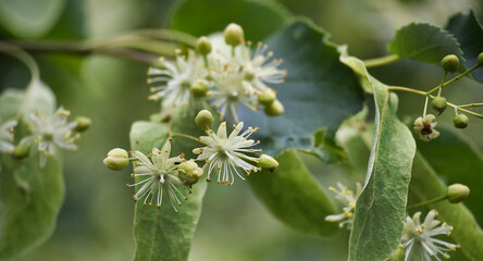 Blooming lime or linden tree with soft white flowers and green leaves