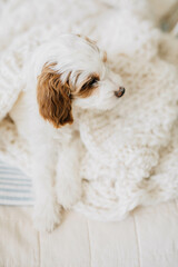 6 week Goldendoodle puppy on bed