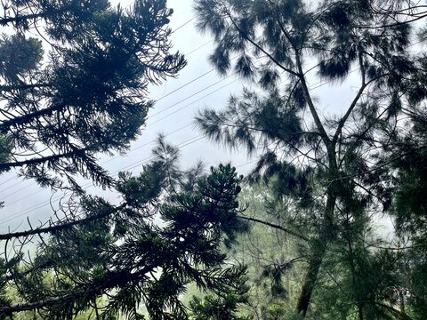 cture a tall, elegant pine tree standing proudly in the foreground, its dark green needles contrasting against the sky. The tree&rsquo;s branches reach outward, with the trunk thick and sturdy. Behind it, t
