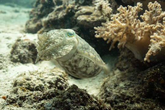 Cuddlefish, Sepiida, swimming along tropical coral reef displaying brown and white spotted camouflage