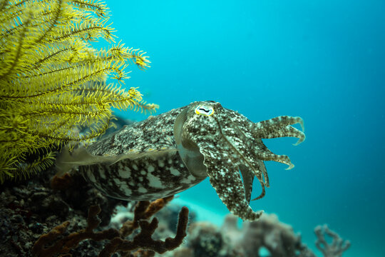 Cuddlefish, Sepiida, swimming along tropical coral reef displaying brown and white spotted camouflage