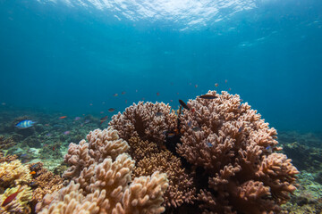 Tropical coral reef landscape view of coral head, fish, and hard and soft corals