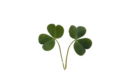 Clover on white background