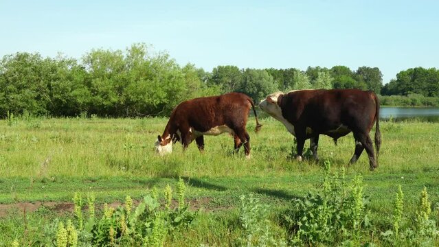 bull sniffing a female while she eats grass in a field, checking her readiness for mating