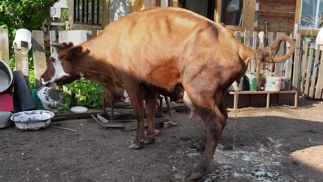 large cow urinating on the ground in the open space of a village yard, urinating cattle within the confines of a rural homestead